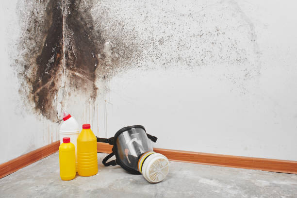 Mold Testing and Removal in Heath, OH