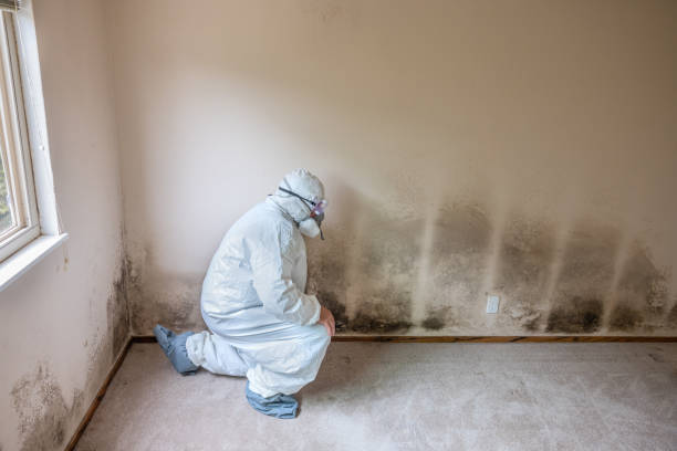 Attic Mold Removal in Heath, OH