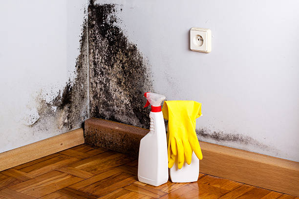 Best Mold Damage Repair  in Heath, OH